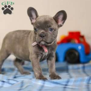 Charlene, Frenchton Puppy